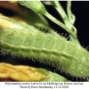 polyommatus icarus larva4b